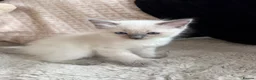 Ragdoll cats for sale: Blue point ragdoll kittens  - Advert 10