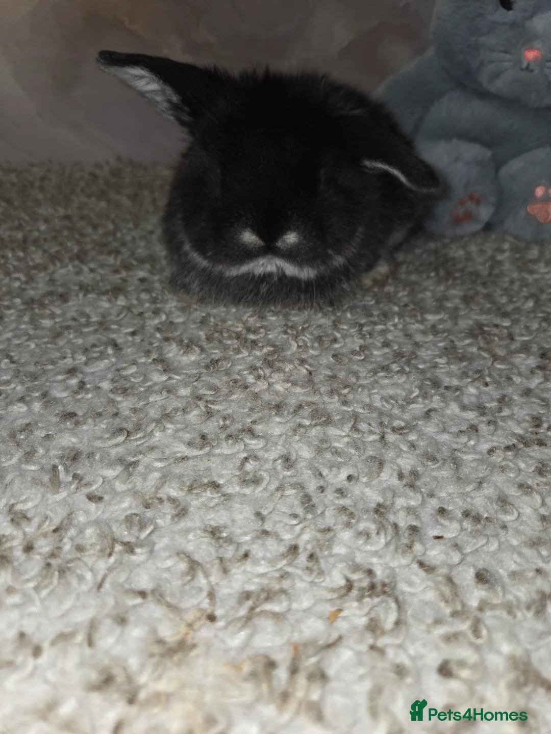 Mini Lop rabbits for sale: PURE MINI LOP BUNNIES ( All COLOURS) - Advert 10