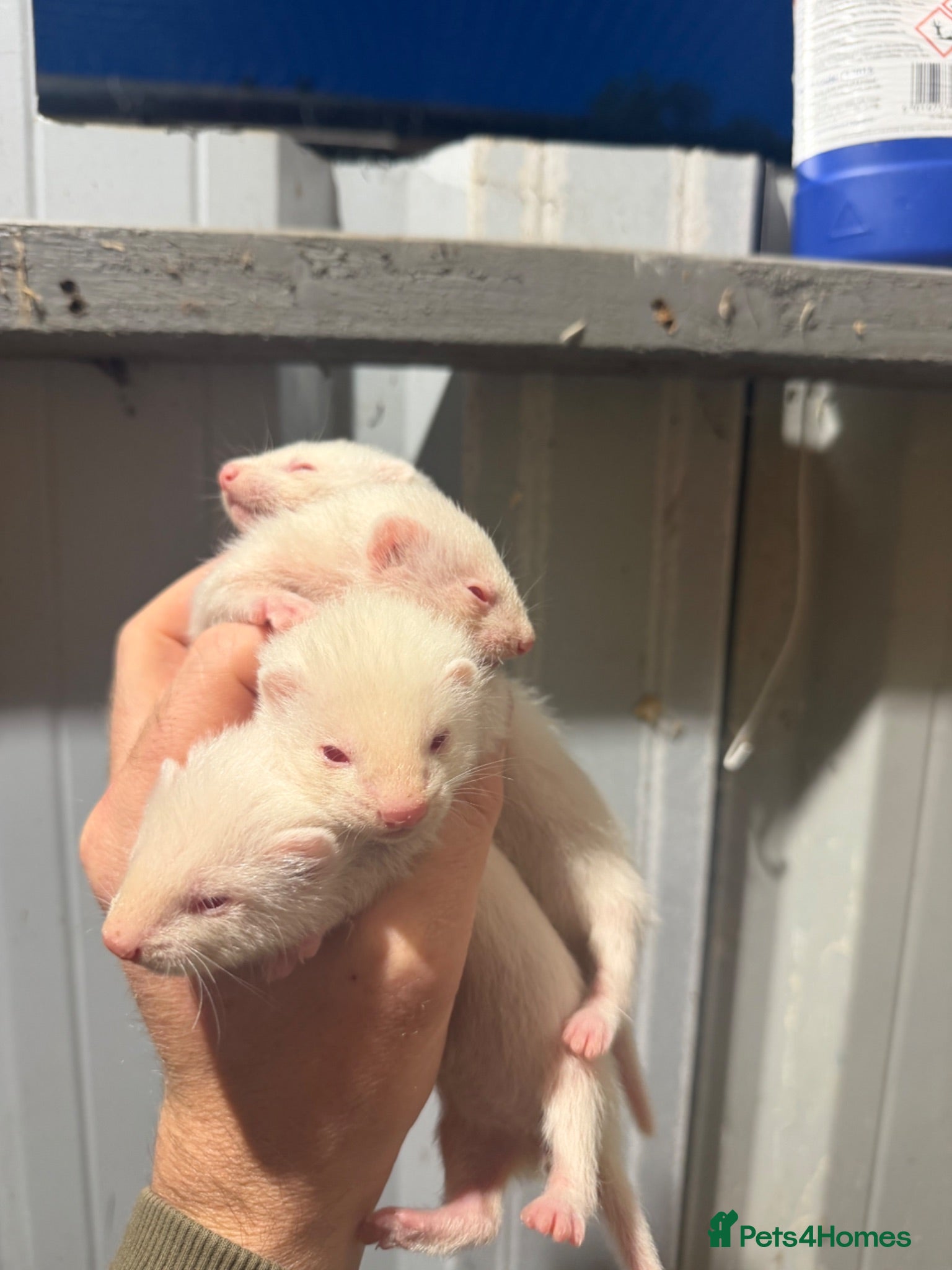 Ferret rodents Ferret kits ready to leave weekend. 1 half micro)  - Advert 3