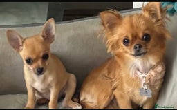 Chihuahua dogs for sale: 1 tiny tea-cup boy chihuahua.  - Image 4