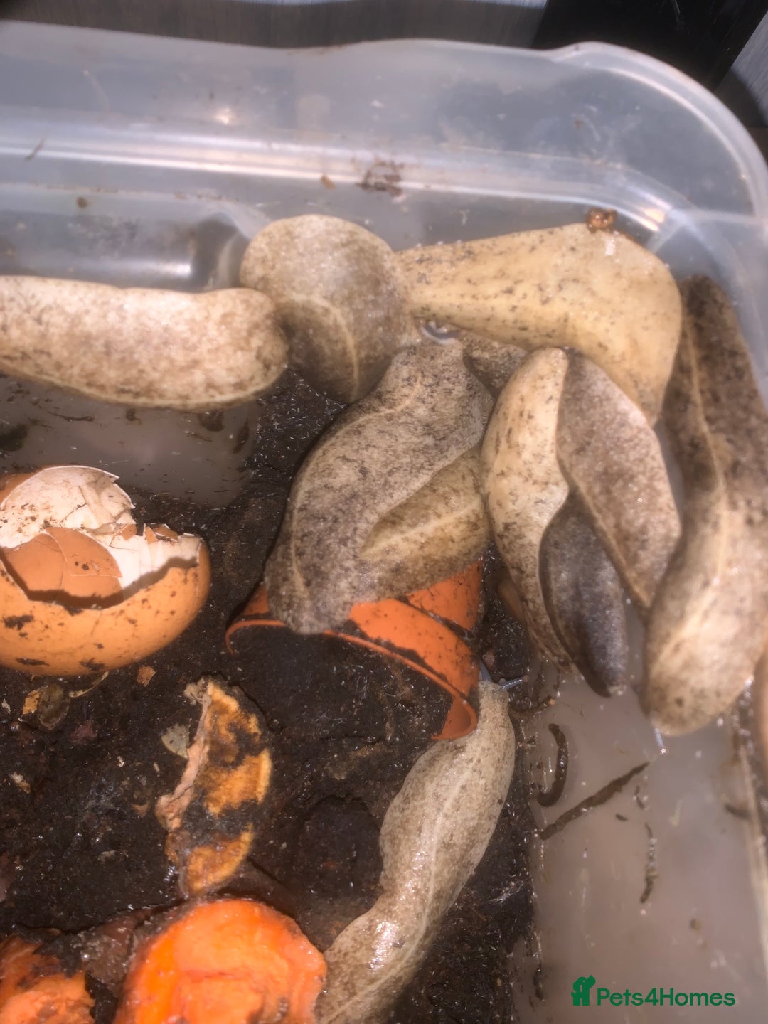 Slugs invertebrates for sale: Pancake slugs group  - Image 2