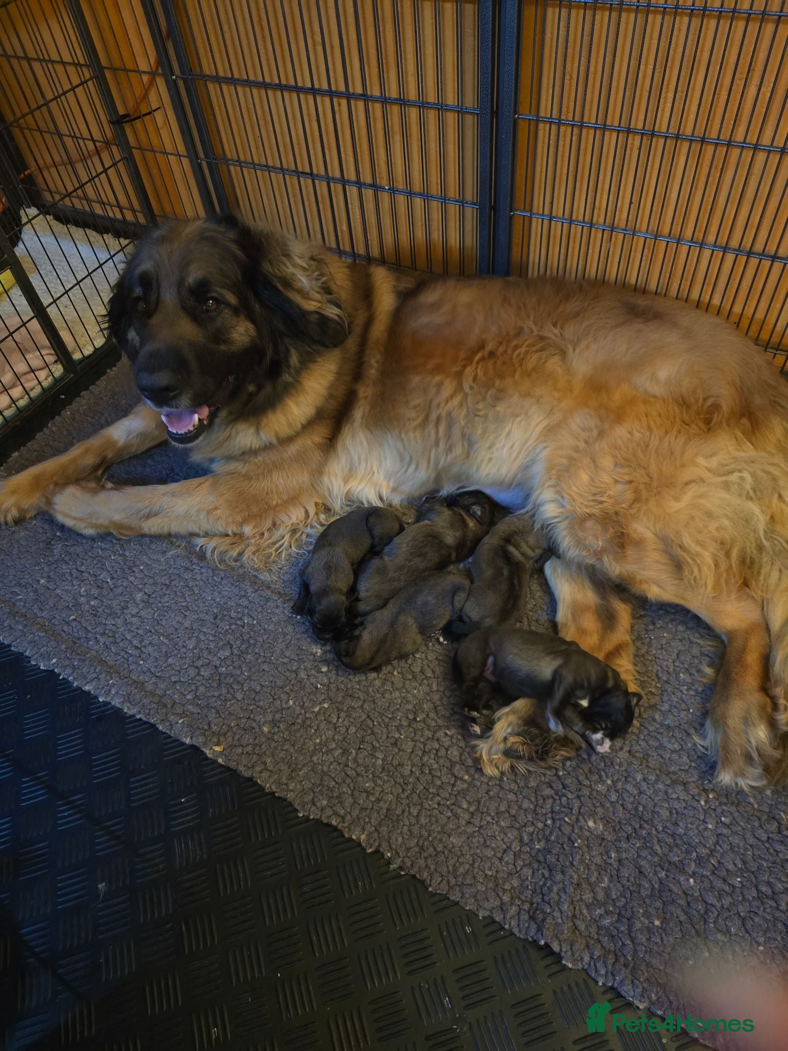 Leonberger dogs Leonberger Pups - Advert 2