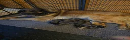 Leonberger dogs for sale: Leonberger Pups in Cranleigh - Advert 1