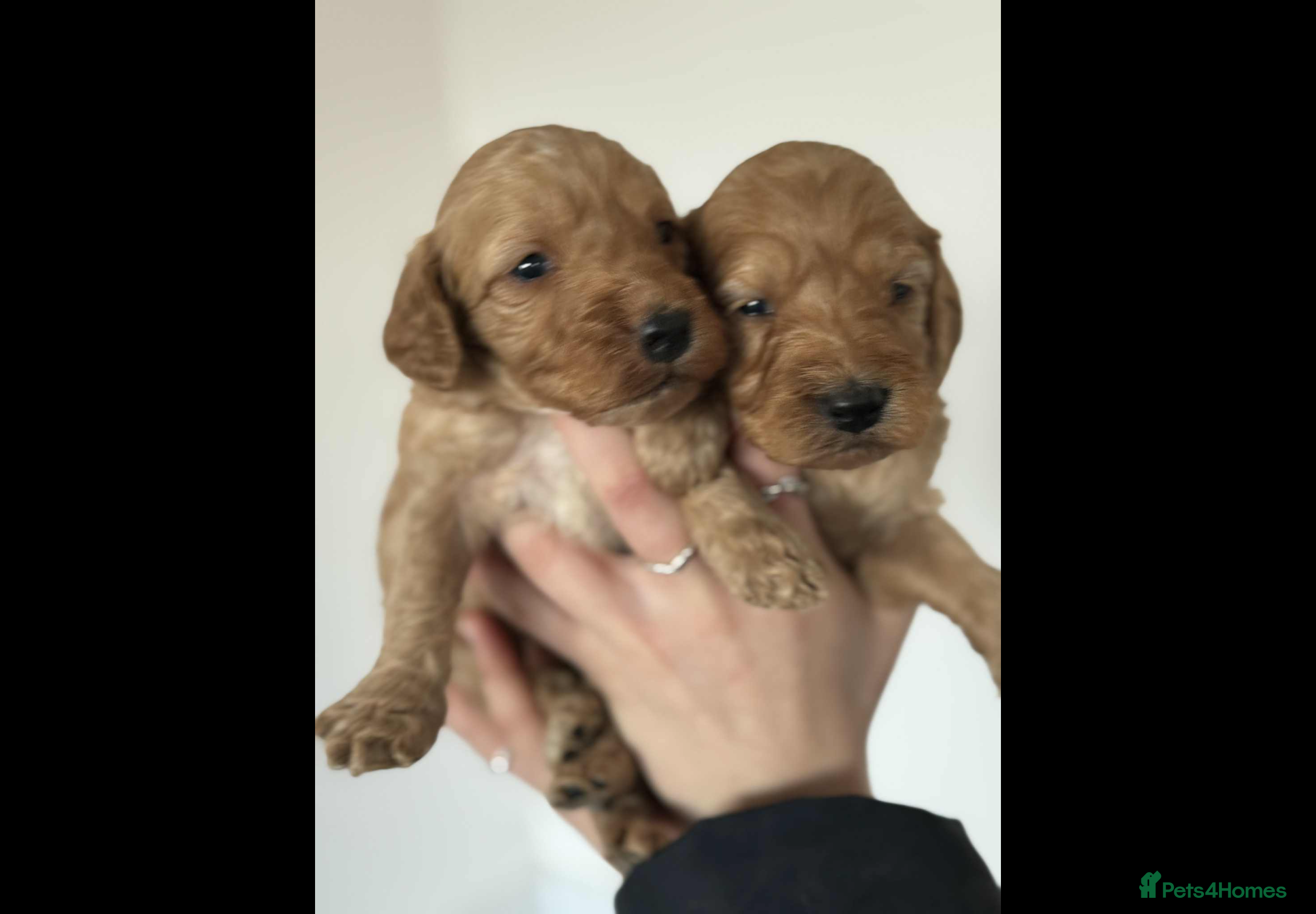 Cockapoo dogs COCKERPOO QUALITY HEALTH TESTED PUPPIES - Advert 1
