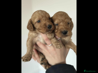 Cockapoo dogs COCKERPOO QUALITY HEALTH TESTED PUPPIES - Advert 1