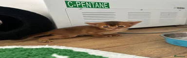 Abyssinian Kitten 4