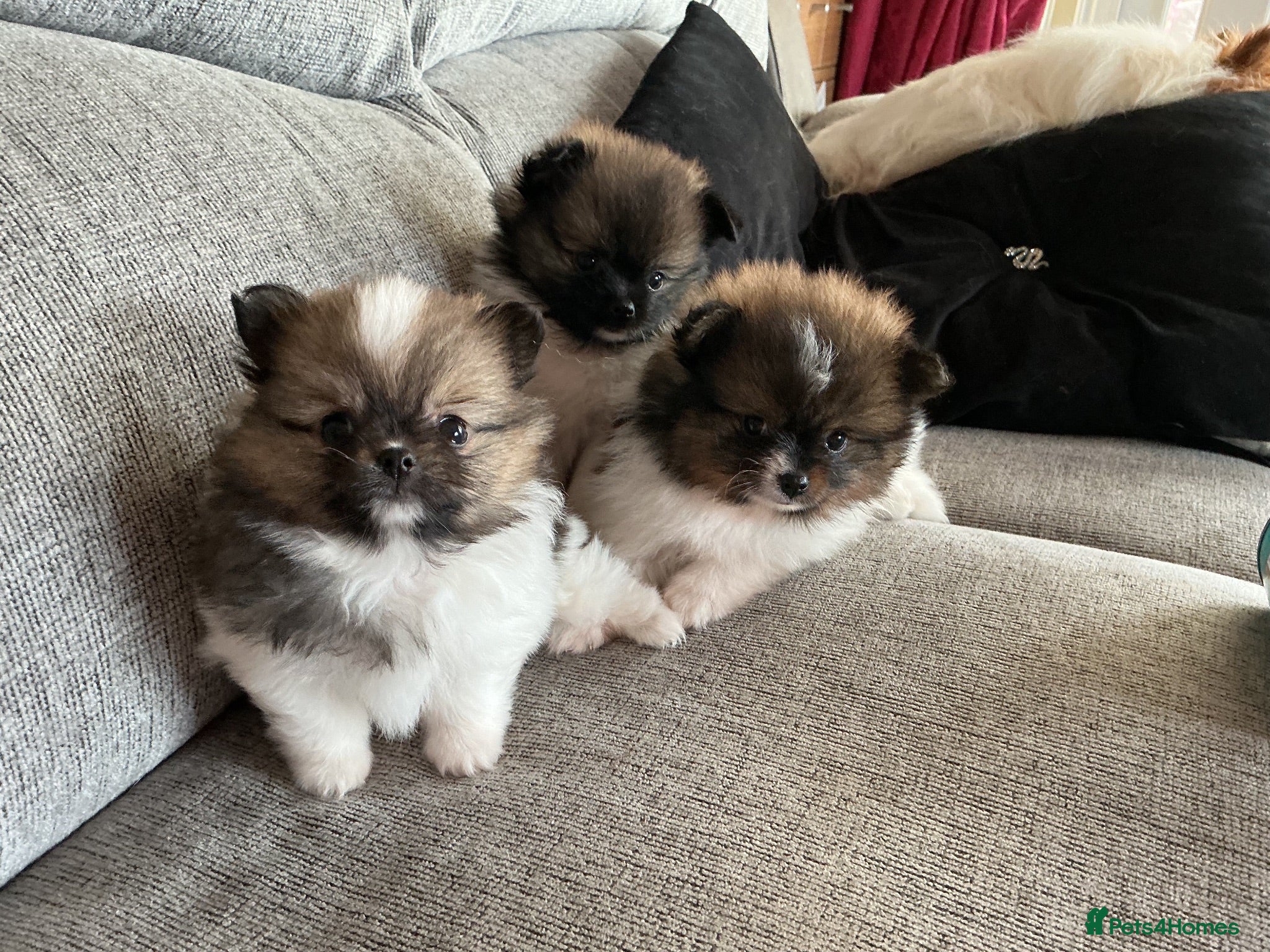 Pomeranian dogs True Tiny pomeranians teddy bear faced*ready now * - Advert 2