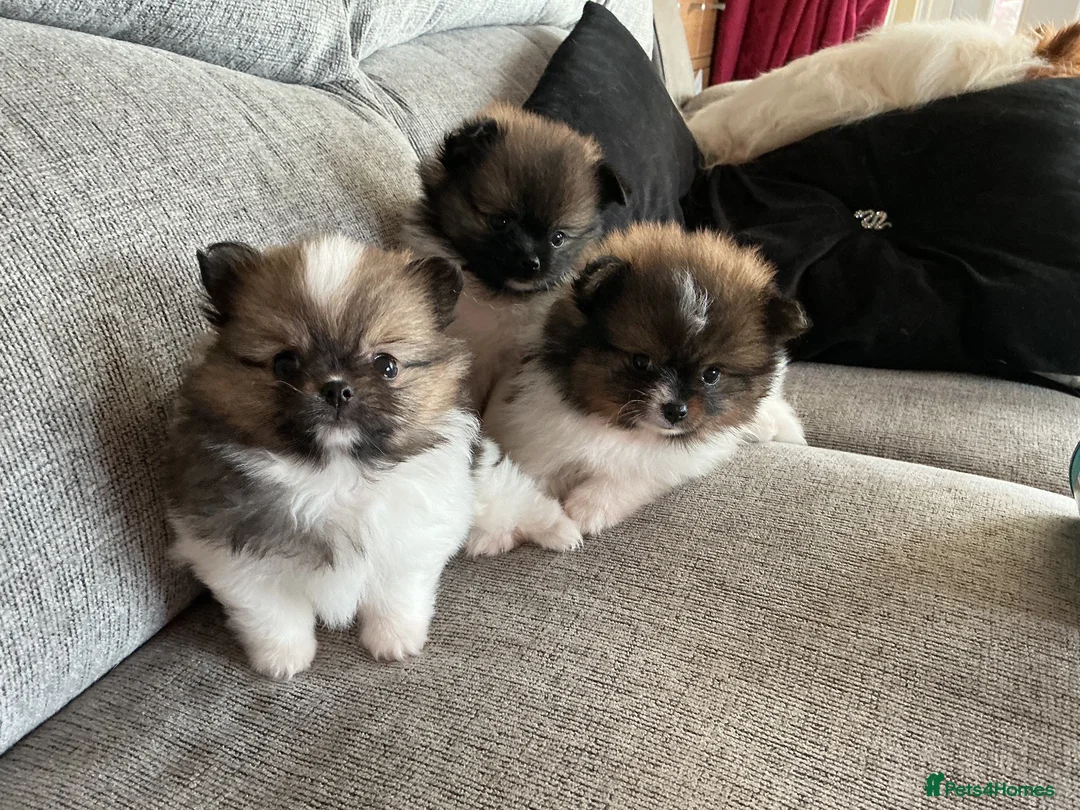 Pomeranian dogs for sale: True Tiny pomeranians teddy bear faced*ready now * - Advert 2