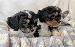 Cavapoo dogs for sale: Stunning CAVAPOO pups, DNA health tested parents - Image 3