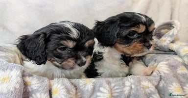 Cavapoo dogs - Advert 8