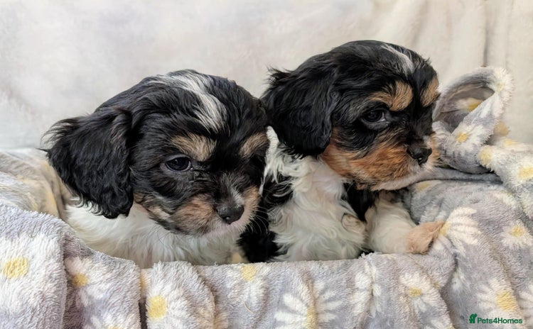 Cavapoo dogs - Advert 1