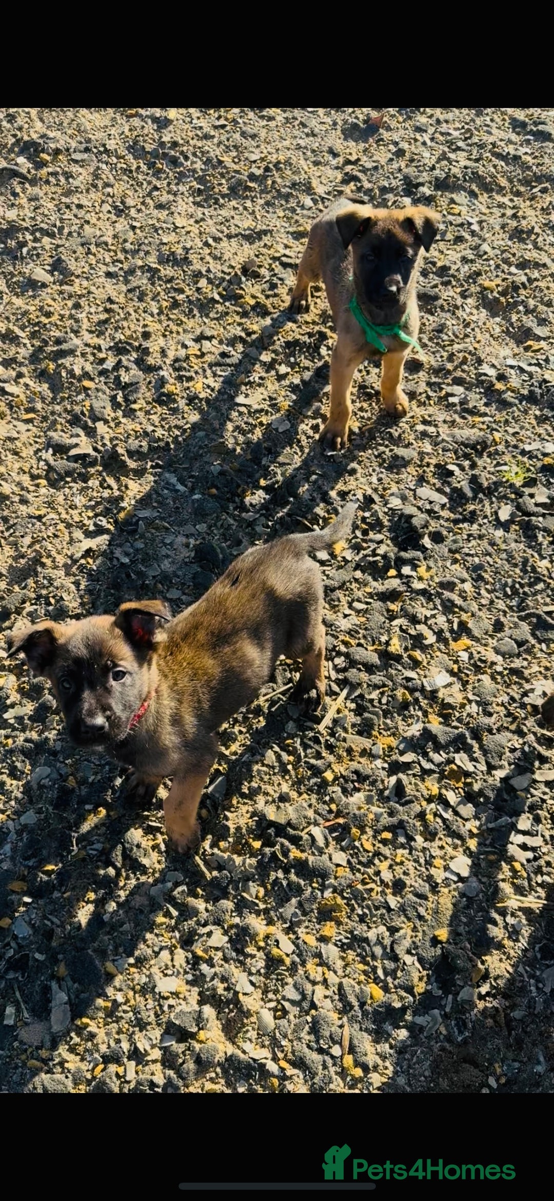 Belgian Shepherd Dog dogs for sale: Skye x Nines last litter ever! Now Reduced 2 left! - Advert 22