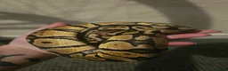 Mixed Breed reptiles for sale: Various animals for sale NOT £10 - Advert 2
