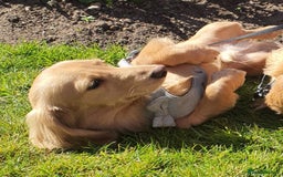 Miniature Dachshund dogs for stud: Beautiful KC Mini Long.H Full Eng. Cream Stud 🤍🐾 - Image 19