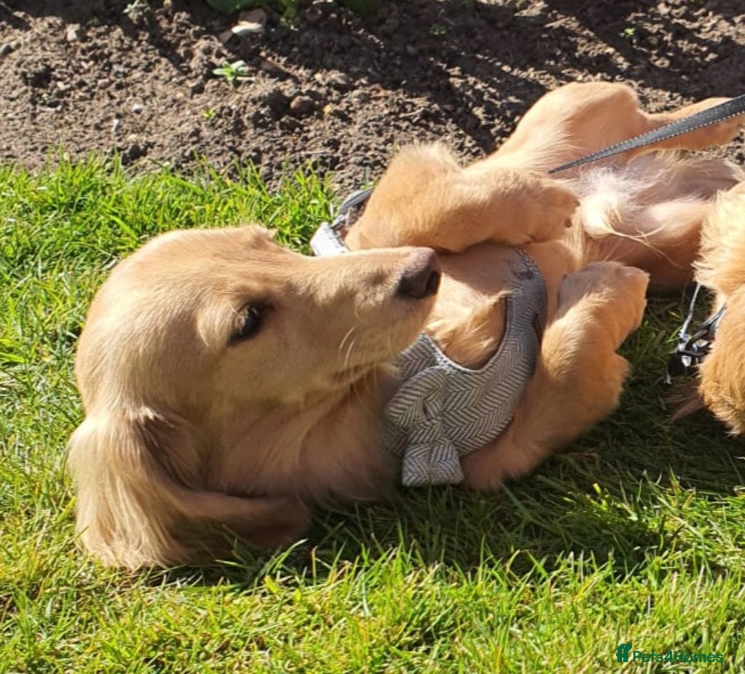 Miniature Dachshund dogs for stud: Beautiful KC Mini Long.H Full Eng. Cream Stud 🤍🐾 - Image 19