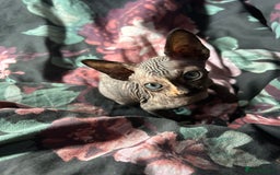 Sphynx cats for sale: 4 female canadian sphynx looking for home - Image 10