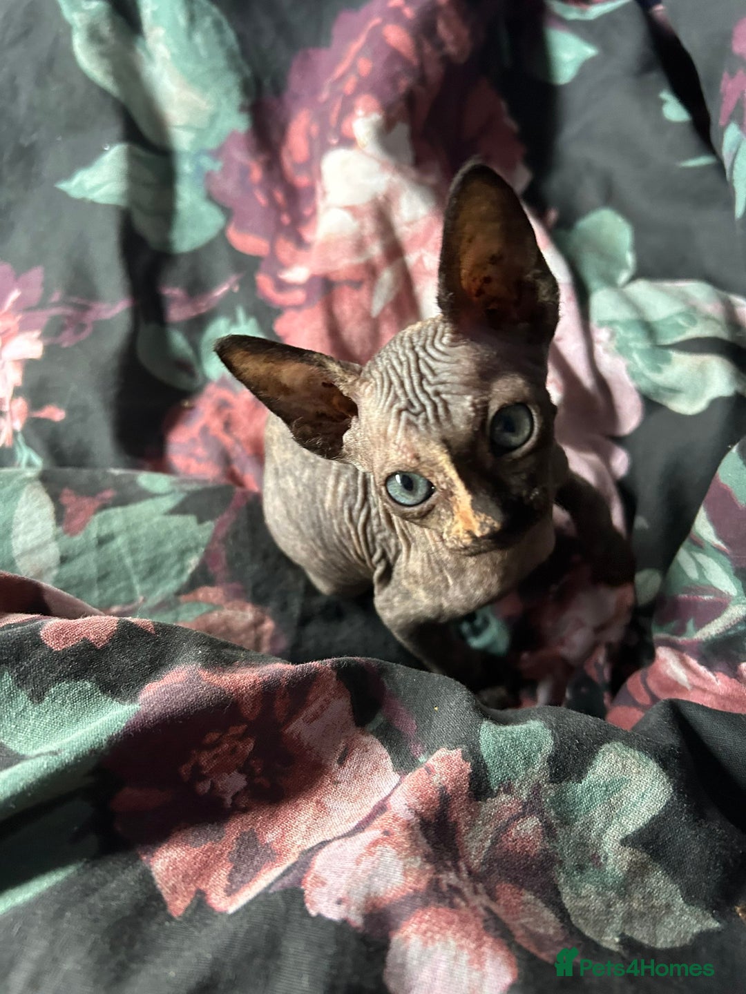 Sphynx cats for sale: 4 female canadian sphynx looking for home - Image 10