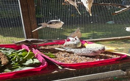 Cockatiels birds for sale: Baby Cockatiels, aviary bred - Image 3