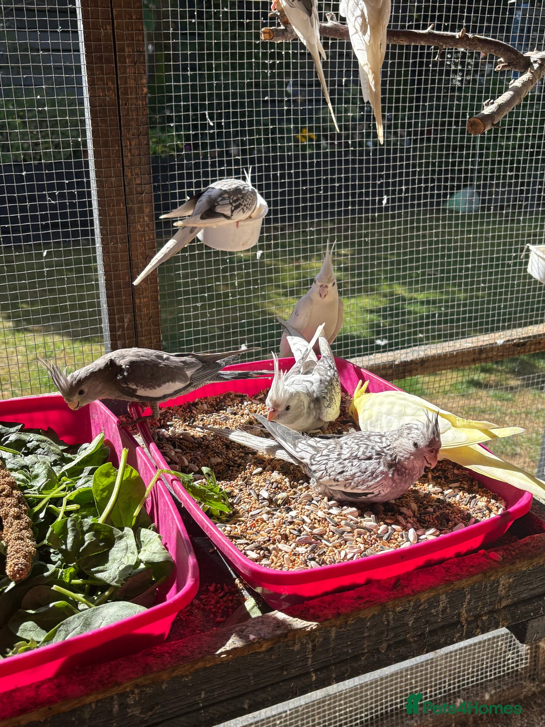 Cockatiels birds for sale: Baby Cockatiels, aviary bred - Image 3