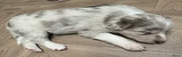 Border Collie dogs for sale: Stunning purebred border collies - Advert 7