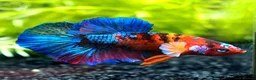 Bettas fish for sale: Betta Fish Sale!! - Advert 6