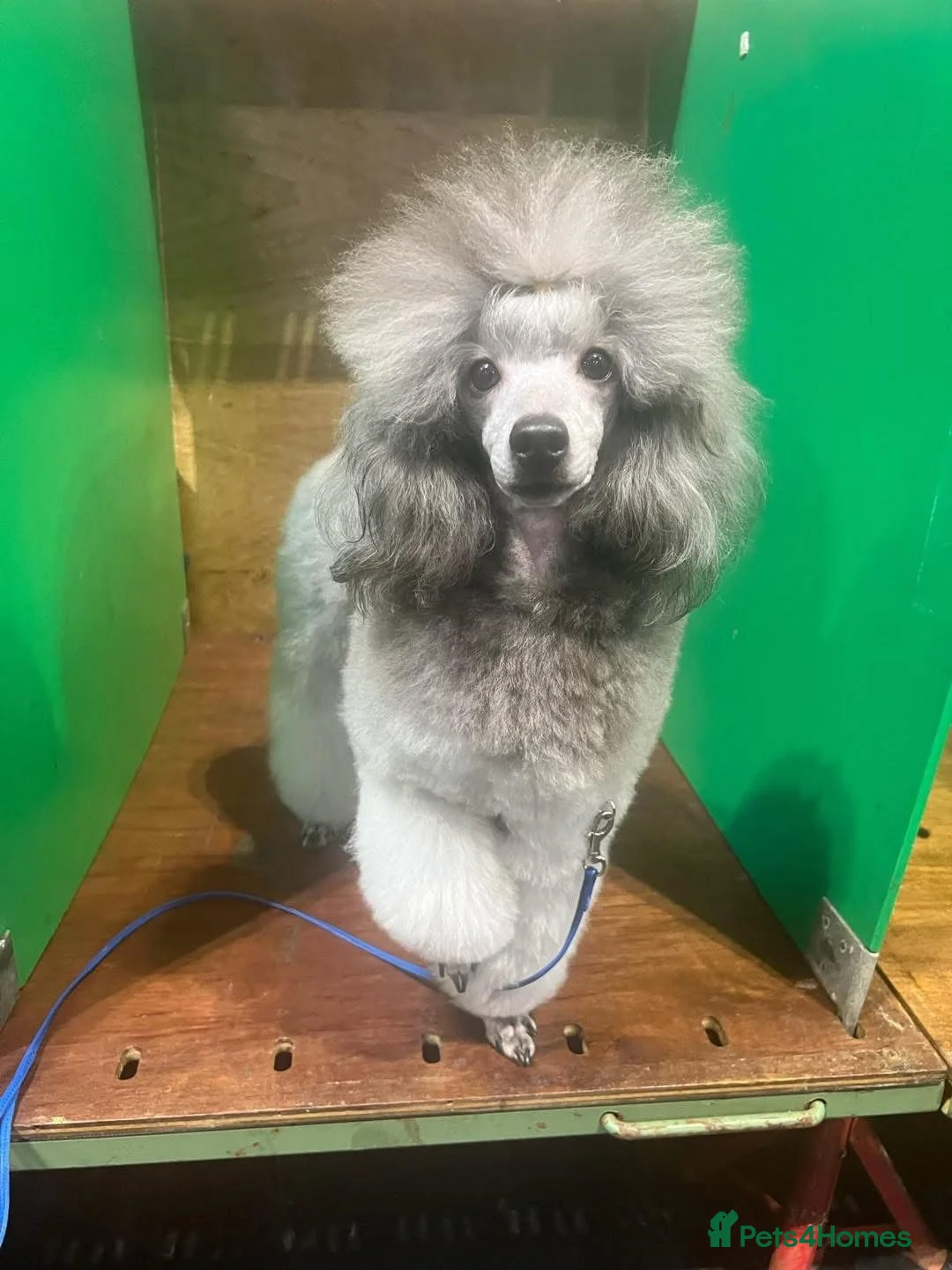 Miniature Poodle dogs for sale: OUTSTANDING SILVER MINI POODLES BEST IN 🇬🇧  - Advert 29