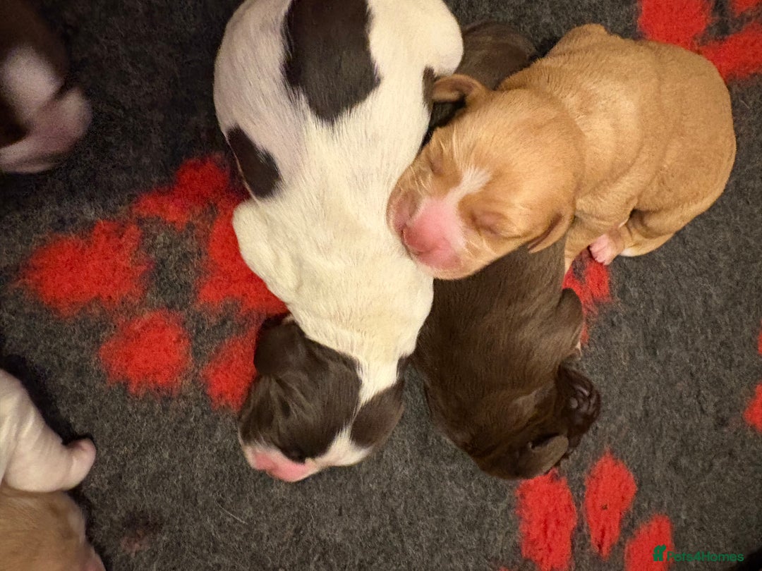 Cockerdor dogs for sale: Cockerdors  - Advert 33