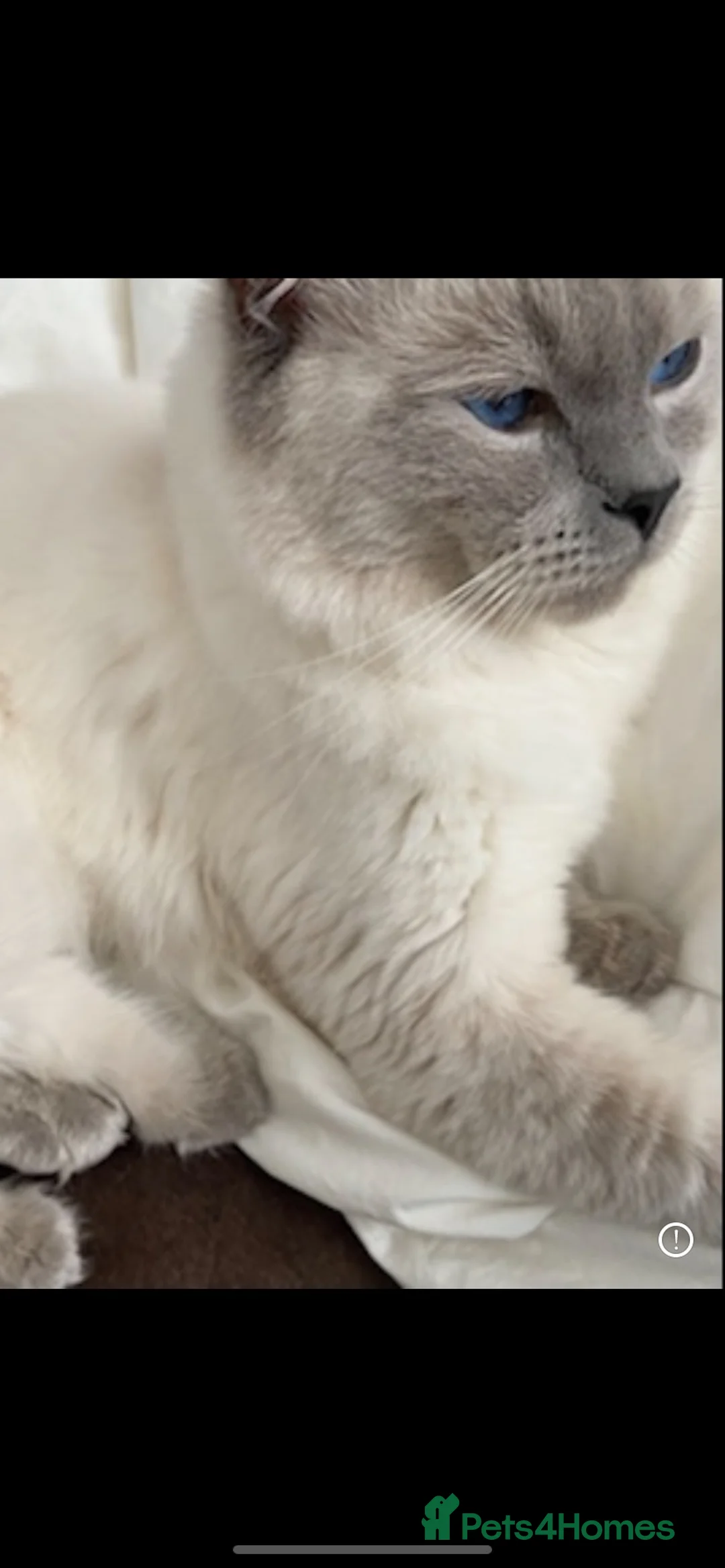 Ragdoll cats for stud: Pedigree Ragdoll for stud duty  in Worcester - Advert 3