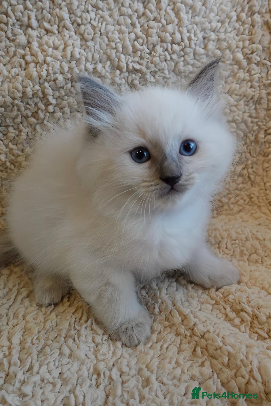 Ragdoll cats for sale: 🐾 1 Ragdoll Kitten (F) Left! - Parents GCCF 🐾 - Advert 31