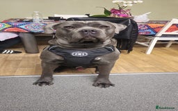 Cane Corso dogs for sale: 8 beautiful pedigree Cane Corso puppies - Image 2