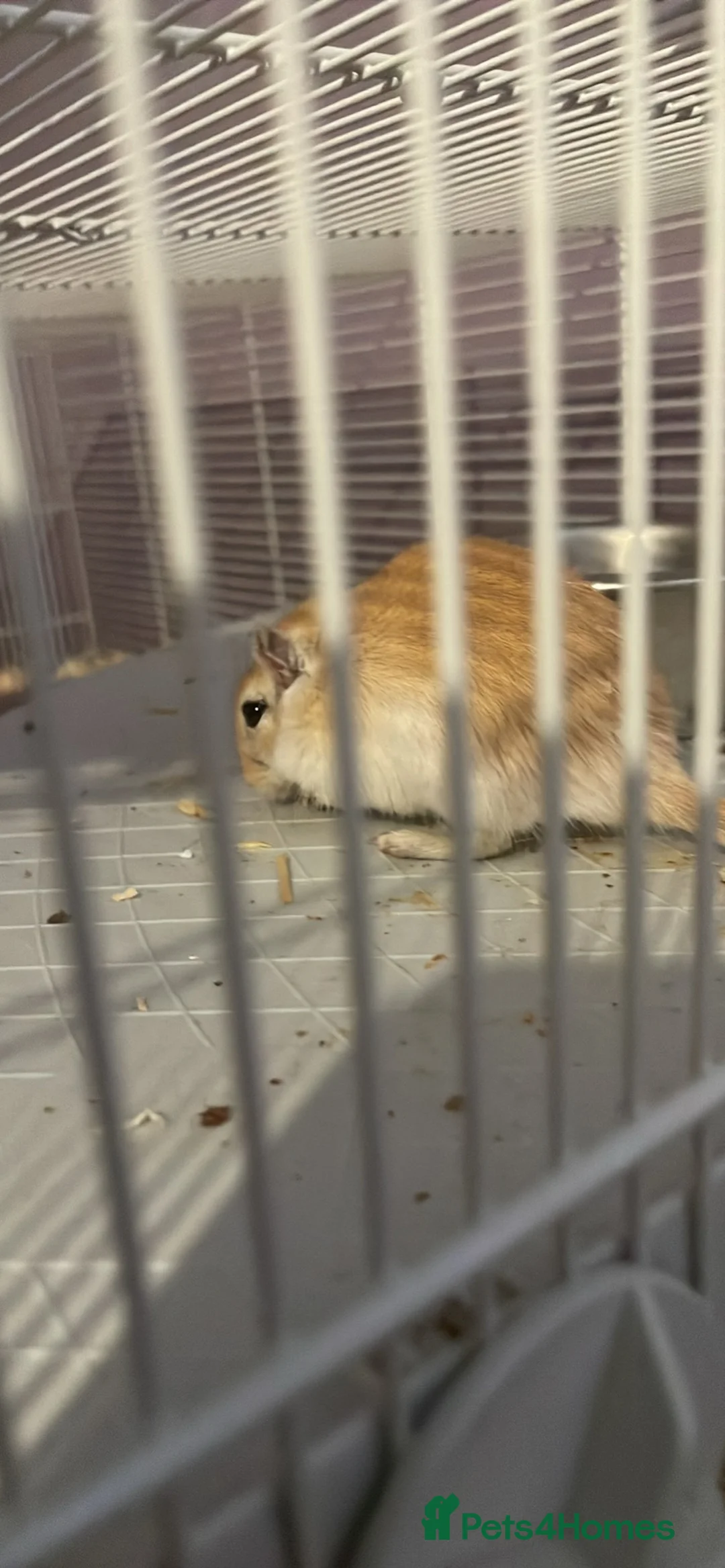 Gerbil rodents for sale: Female gerbil for sale - Advert 9