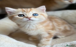 British Shorthair cats for sale: GCCF reg BSH Chocolate and Black Golden Kittens in London - Image 23