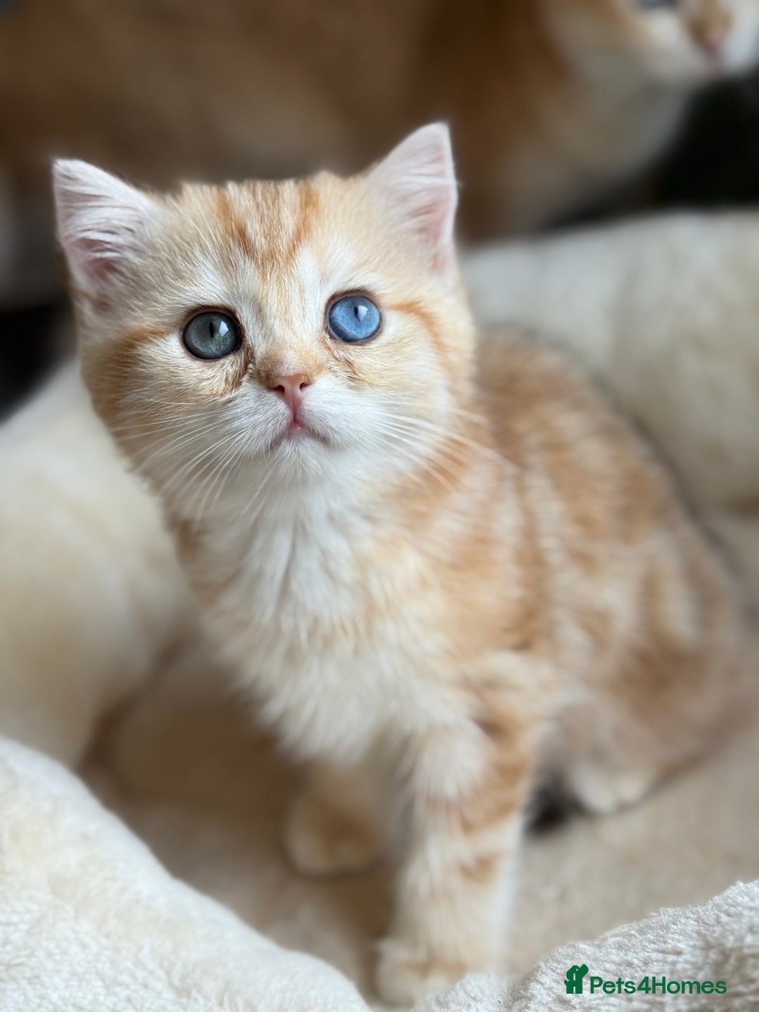 British Shorthair cats for sale: GCCF reg BSH Chocolate and Black Golden Kittens in London - Image 23