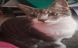 Mixed Breed cats for sale: 7 month old male kitten - Image 2