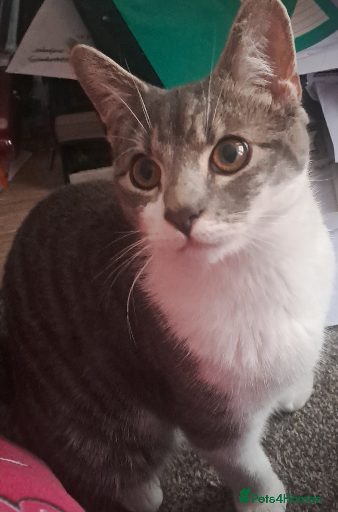 Mixed Breed cats for sale: 7 month old male kitten - Image 2