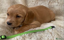 Cockerdor dogs for sale: Adorable f1 cockerdor puppies - Image 4