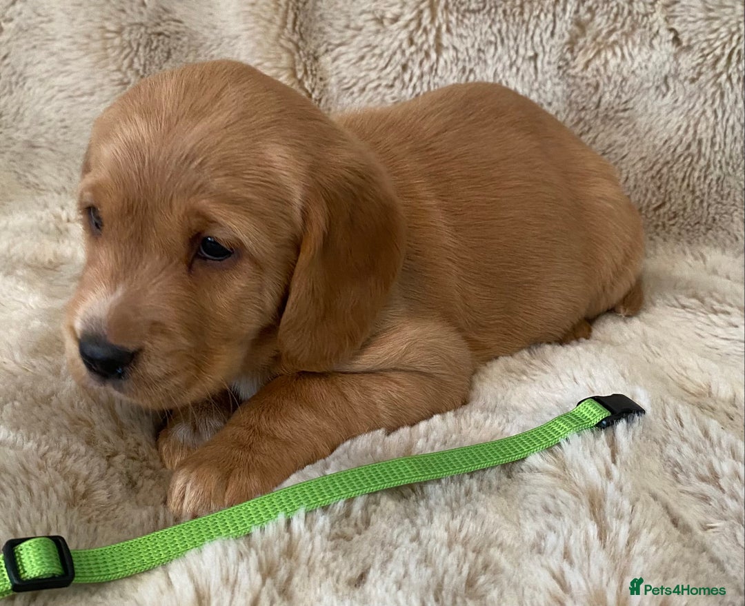 Cockerdor dogs for sale: Adorable f1 cockerdor puppies - Image 4