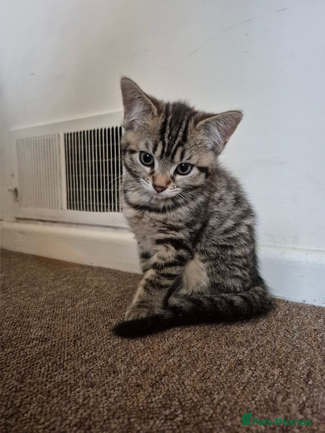 British Shorthair cats for sale: FOUND NEW HOMES - CUTE BROWN TABBY KITTEN  - Image 4