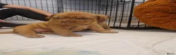 Dogue De Bordeaux dogs for sale: Absolutely beautiful dogue de bordeaux puppies  - Advert 6