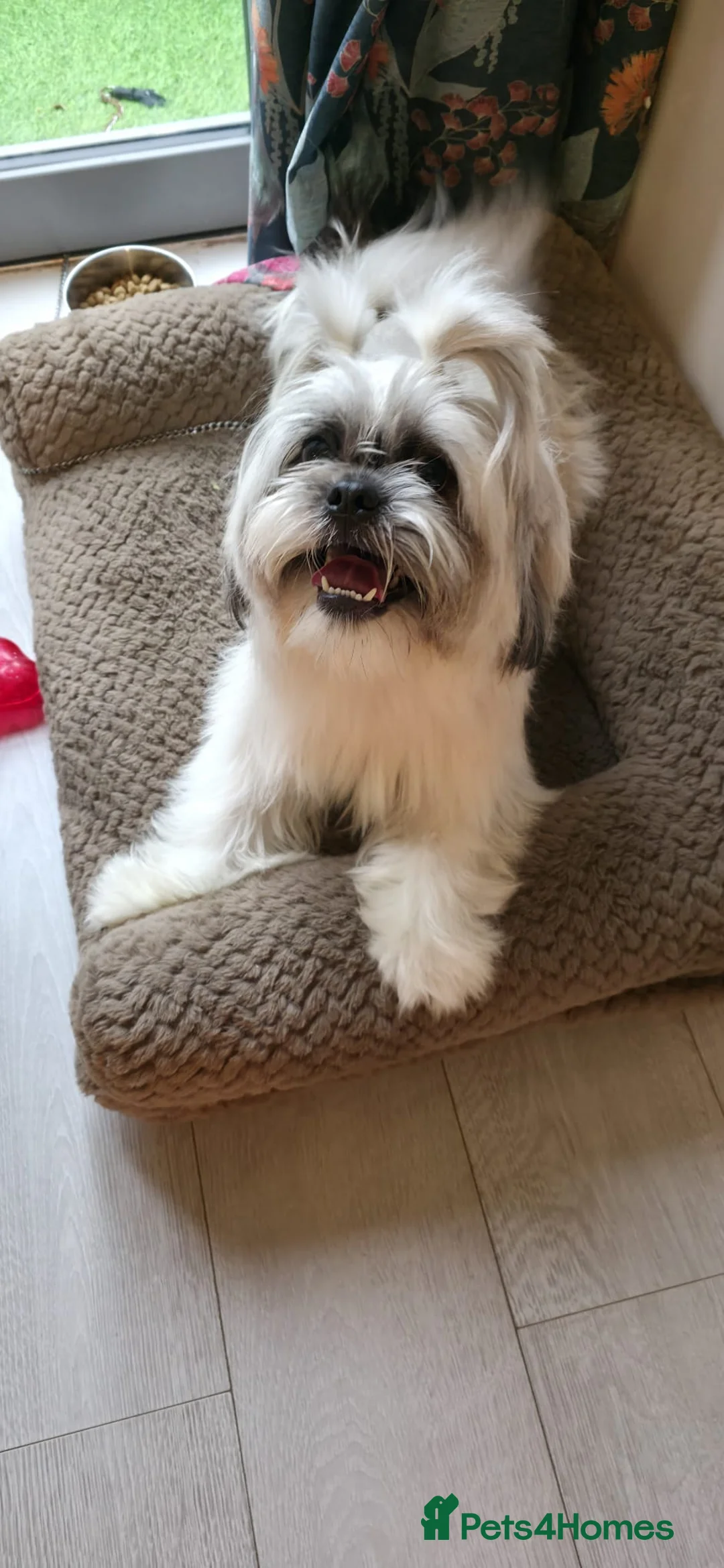 Shih Tzu dogs for sale: Murphy  - Advert 1