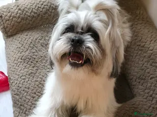 Shih Tzu dogs Murphy - Advert 1