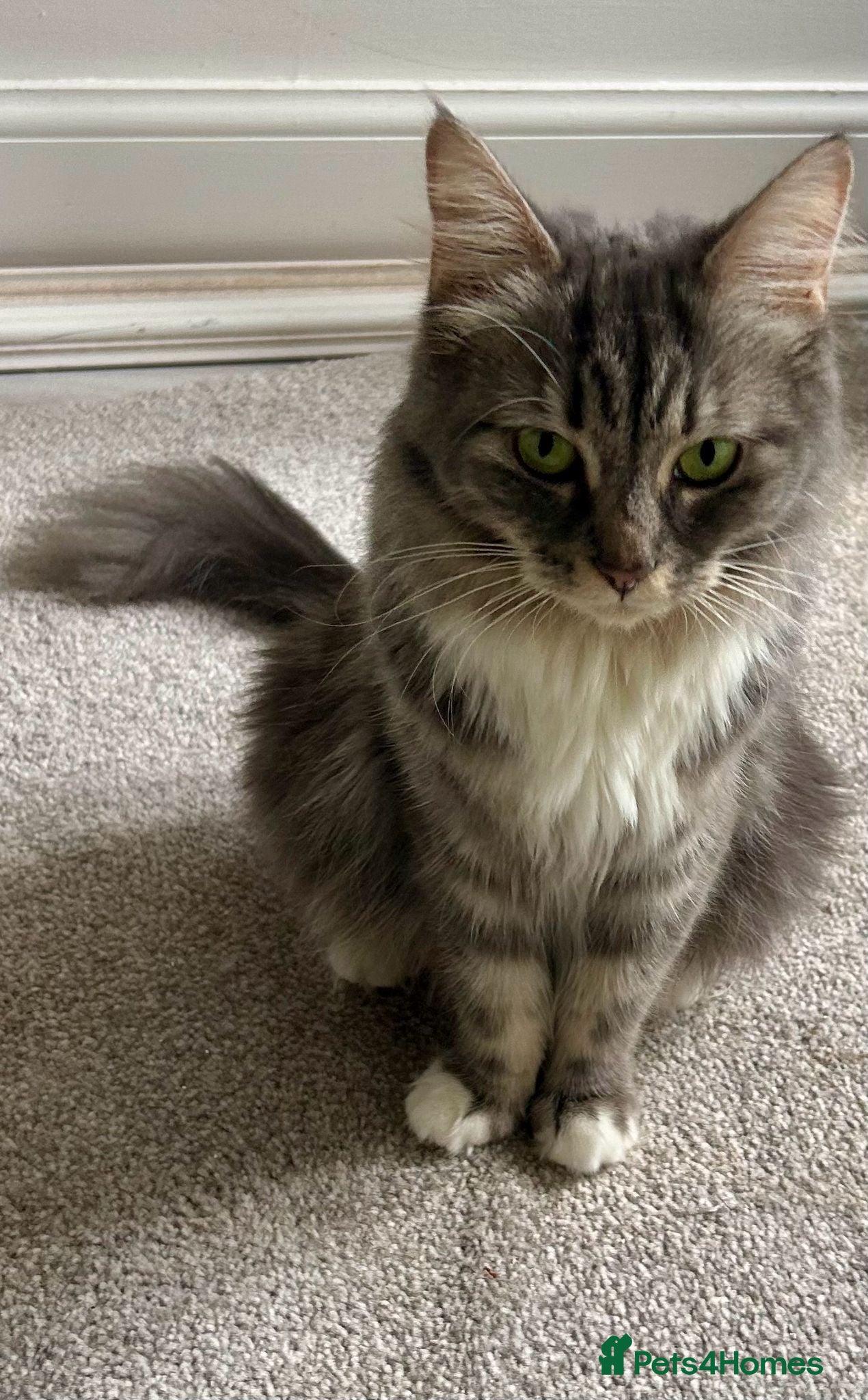Mixed Breed cats Friendly cat looking for a new home - Advert 1