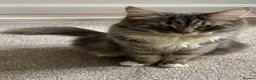 Mixed Breed cats for sale: Friendly cat looking for a new home in Loughborough - Advert 1