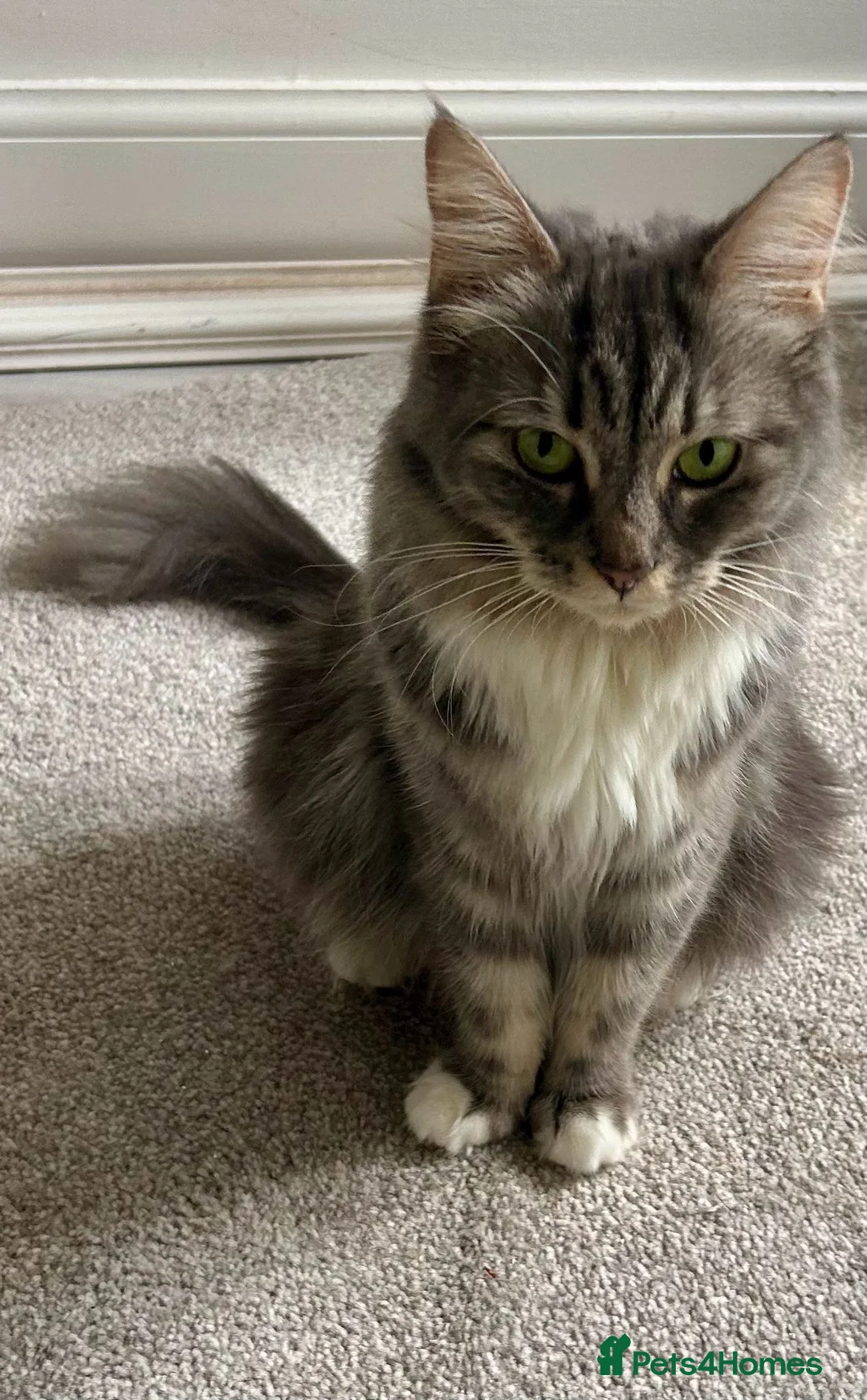 Mixed Breed cats for sale: Friendly cat looking for a new home in Loughborough - Advert 1