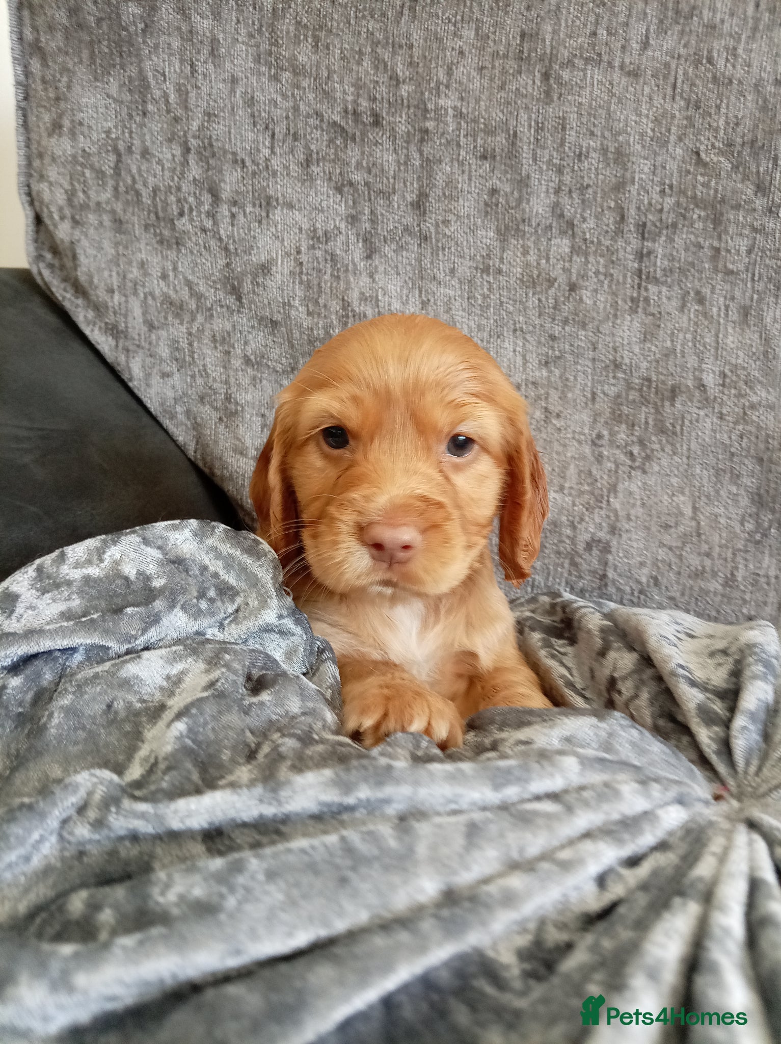 Cocker Spaniel dogs for sale: 5 Beautiful Golden Cocker Spaniel Puppies - Advert 1