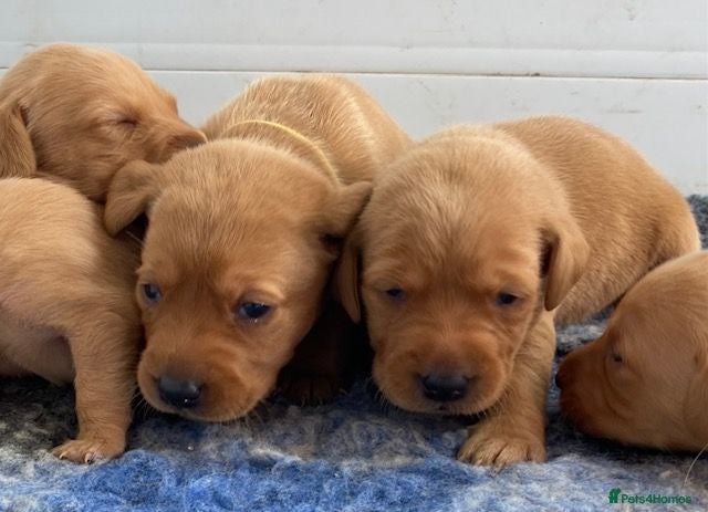 Labrador Retriever dogs FOX RED LAB PUPS PARENTS EXTENSIVELY HEALTH TESTED - Advert 2