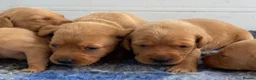 Labrador Retriever dogs for sale: FOX RED LAB PUPS PARENTS EXTENSIVELY HEALTH TESTED - Advert 3