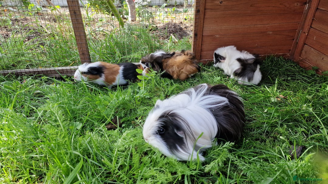 Guinea Pig rodents for sale: Male Guinea pigs, Ip3 - Image 11