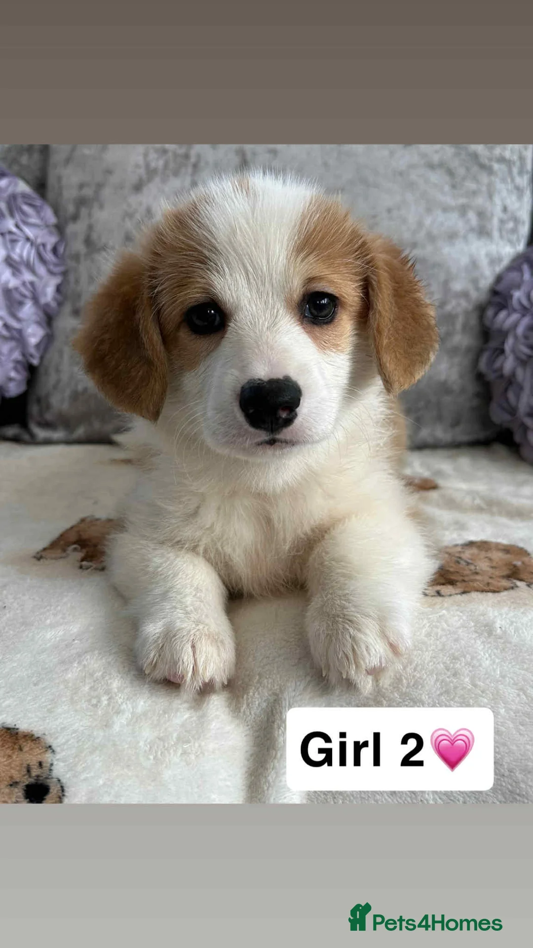 Welsh Corgi Pembroke dogs for sale: STUNNING KC REGISTERED CORGI GIRLS💕💕💕💕 - Advert 5