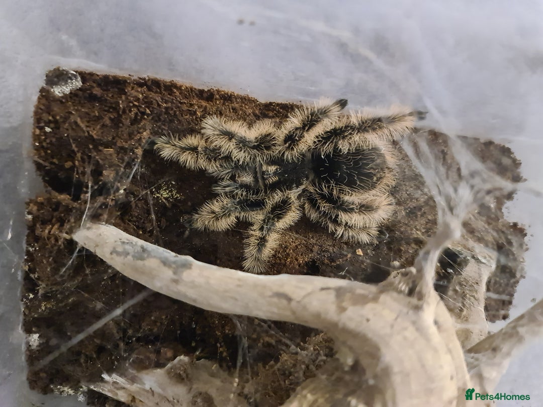 Spiders invertebrates for sale: Adult Tlitocatl albopilosum Curly Hair Female - Advert 1